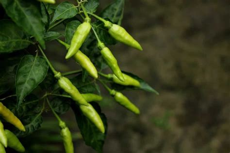 Best Practices To Grow Green Chilli Mirchi The Best Guide For Beginners