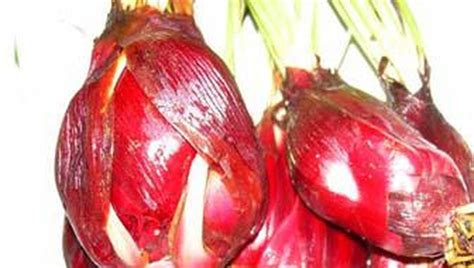 10 Manfaat Bawang Dayak Dan Cara Mengkonsumsinya