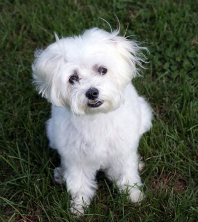 Bichon Frise vs Maltese — Small Hypoallergenic Dogs