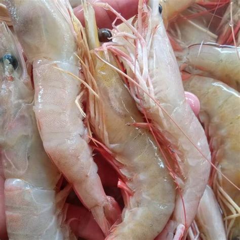 Jual Udang Laut Jerbung Jumbo Berkualitas Seafood Segar 1 Kilogram