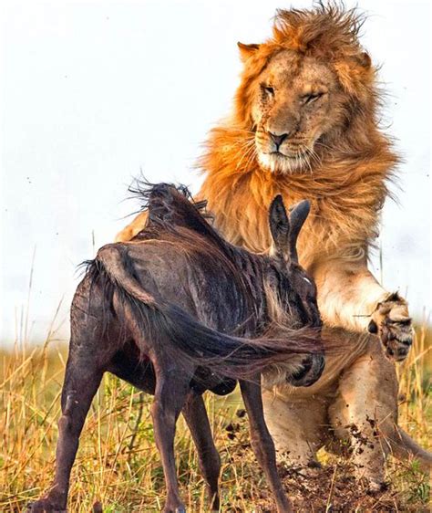 Dramatic Pictures Show Lion Killing Wildebeest In Less Than 60 Seconds