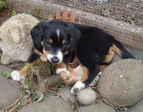 Entlebucher Schäferhund Mix Welpen in Eickendorf | Tiere | Kleinanzeigen