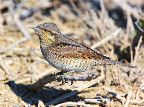 Eurasian Wryneck | KuwaitBirds.org