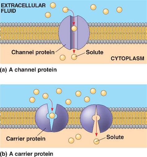 facilitated_diffusion.html 07_15FacilitatedDiffusion-L.jpg