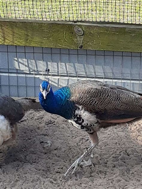 9 Month Old Peafowl For Sale Only One Tan Female Left For Sale