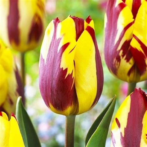 Tulipes Hybrides Darwin Acheter Bulbes Directement De Hollande En