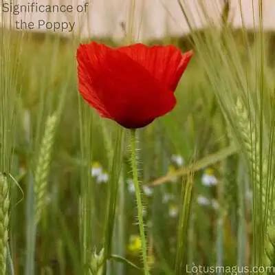 The Significance of Poppies in WW1, Memorial Day & Anzac