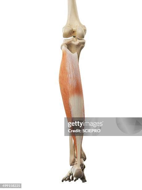 Calf Muscle Anatomy Photos and Premium High Res Pictures - Getty Images