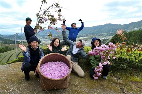 Sakura Picking Kyoto Obubu Tea Farms