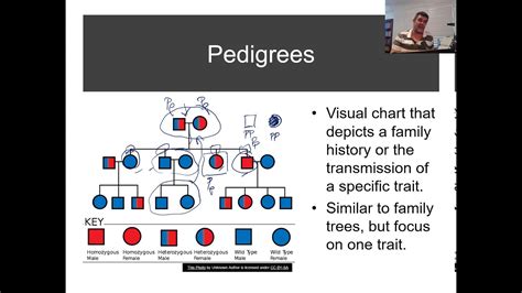 H25 Pedigrees And Punnett Squares Youtube