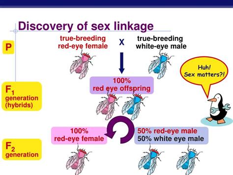 Ppt Beyond Mendels Laws Of Inheritance Powerpoint Presentation Id