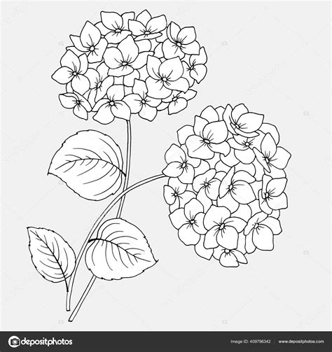 Dessin Fleurs Dhortensia Image Linéaire Noir Blanc Image Vectorielle