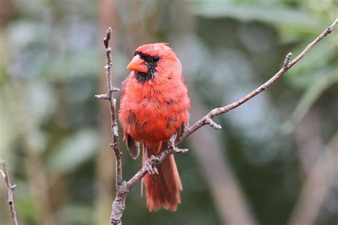 Ann Brokelman Photography: Female Scarlet Tanager plus one juvenile at ...