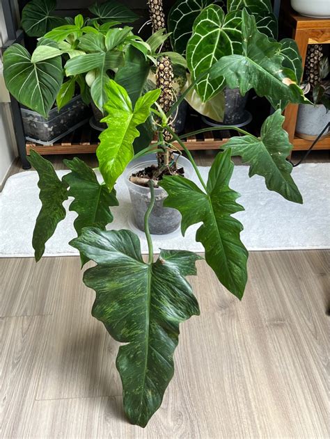 Philodendron Golden Dragon Lime Fiddle Furniture Home Living