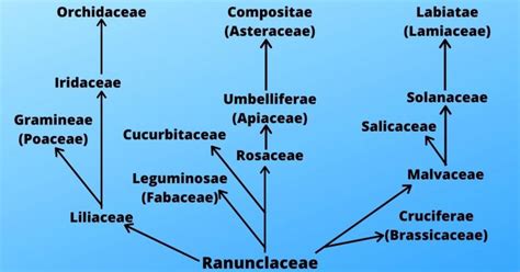 Evolution Of Angiosperm Sciencendtech