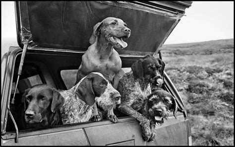 Dogs, By Photographer Elliott Erwitt