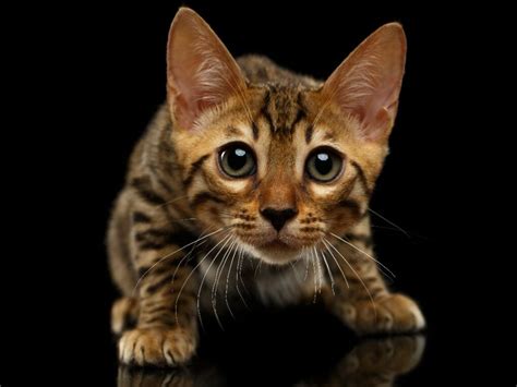 How Much Does Bengal Cat Cost: Cost of Owning a Bengal Cat - MyMoggy