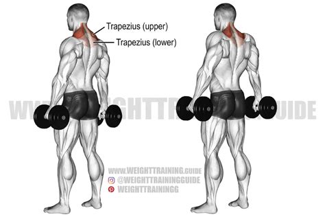 Dumbbell shrug exercise instructions and video | Weight Training Guide