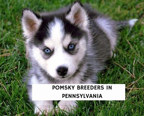 9 Best Pomsky Breeders in Pennsylvania! (2024) - We Love Doodles