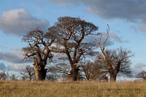 Gratis Afbeeldingen Landschap Boom Natuur Tak Wolk Fabriek