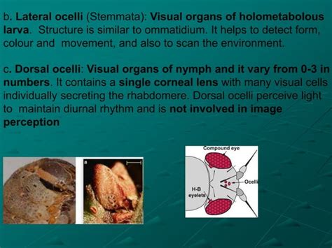 Lecture 18 Insect Sense Organs Copy Ppt