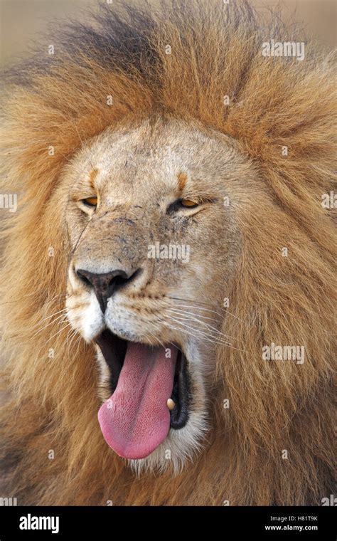 African Lion Panthera Leo Male Yawning Masai Mara Kenya Stock Photo