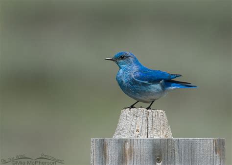 Male Mountain Bluebird On A Nest Box On The Wing Photography