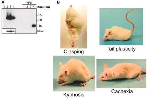 Generating A Prion With Bacterially Expressed Recombinant Prion Protein