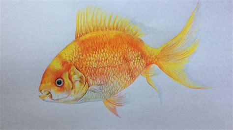 Realistic Fish Drawing Colour - Goimages Insight