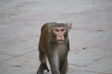 Premium Photo Monkey Looking Away On Floor