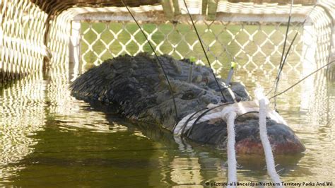 Australian Rangers Trap Giant Saltwater Crocodile News Dw 10072018