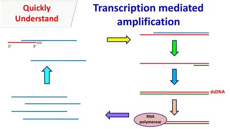 Transcription Mediated Amplification Nucleic Acid Sequence Based