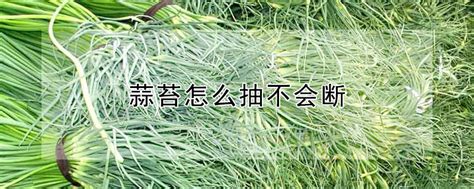 蒜苔怎么抽不会断 —【发财农业网】