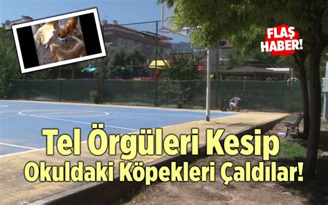 Denizlide Tel Örgüleri Kesip Okuldaki Köpekleri Çaldılar Denizli