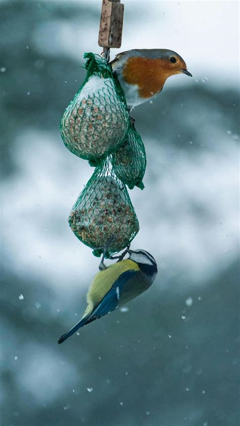 Pourquoi il ne faut pas donner de pain aux oiseaux La République des