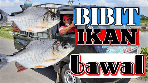 Panen Bibit Ikan Bawal Budidaya Ikan Bawal Youtube