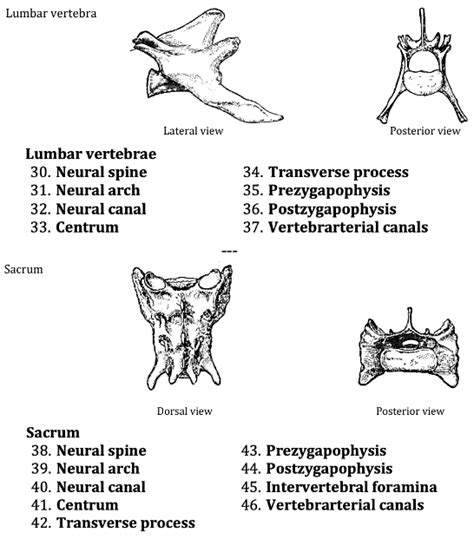 Answered Lumbar Vertebra Lateral View Posterior… Bartleby