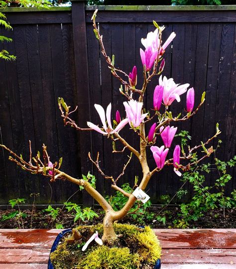 Magnolia Bonsai Tree