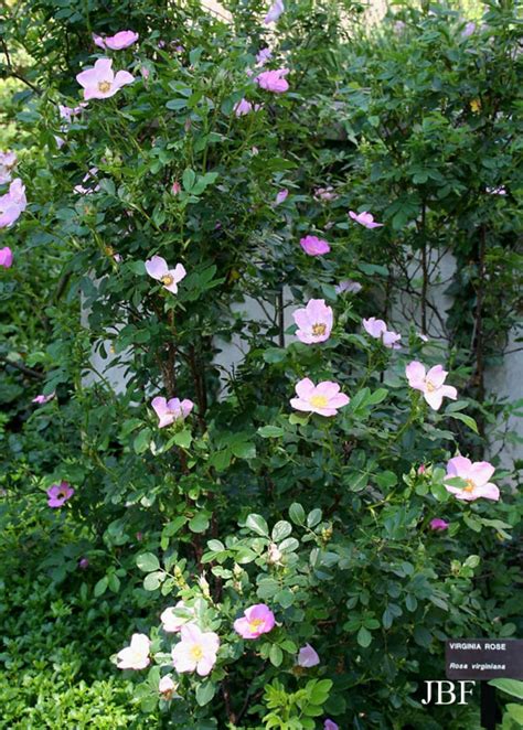 Virginia rose | The Morton Arboretum