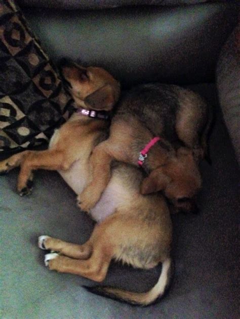 2 Of My Dogs Sleeping Together Sleeping Dogs Cute Dogs Dogs