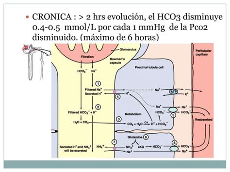 Acidosis Y Alcalosis Respiratoria Ppt