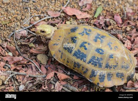 Rare endangered species hi-res stock photography and images - Alamy