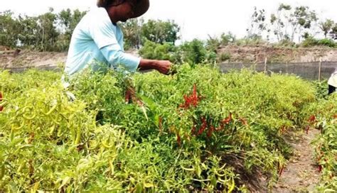 NUSABALI Harga Cabe Dan Bawang Turun