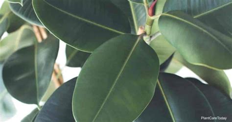 Tips On Ficus Elastica Care: Growing Rubber Trees