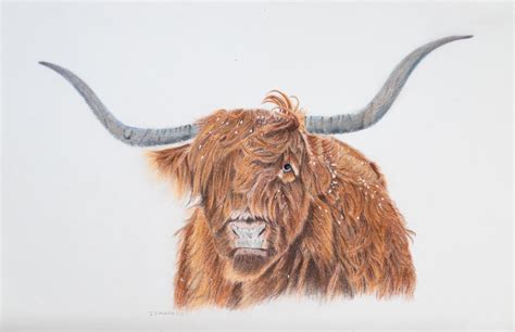 An original coloured pencil drawing of a Highland Cow – Game Fair Shop