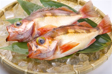 業務用 旬の魚 メバル 海水魚 赤目張 刺身 3kg 煮付け 唐揚げ アカメバル 塩焼き