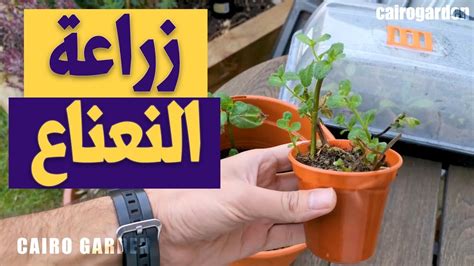 زرعت نعناع من حزمة نعناع عادية فى الماية و فى تربة و دى كانت النتيجة 🌱🌱🌱🌱 - YouTube