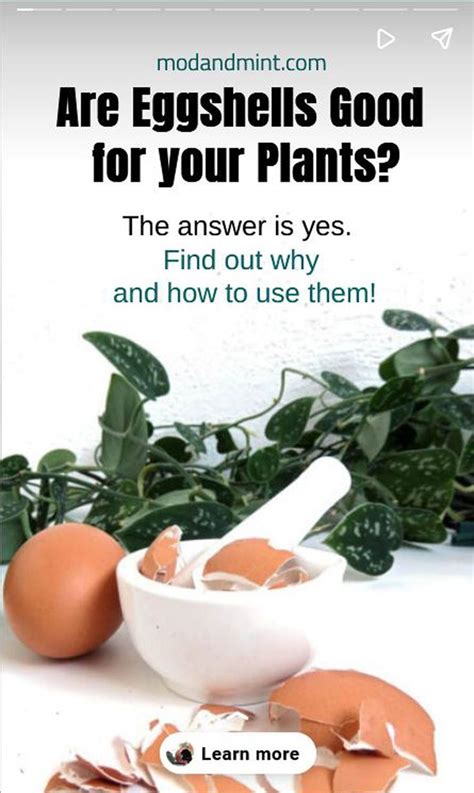 Ways To Use Egg Shells For Your Plants In Egg Shells