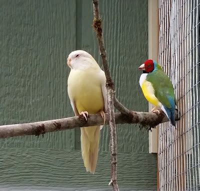 Happy Bird Place Finch And Grasskeet Blog The Birds Are Enjoying Their