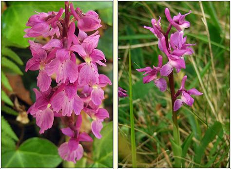 Irish Wildflowers Early Purple Orchid Orchis mascula Magairlín